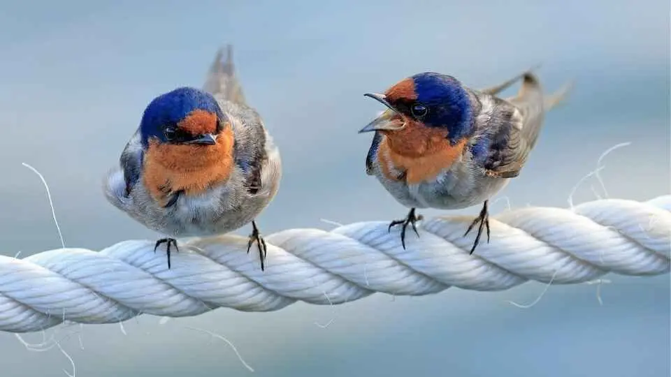 Two small birds with blue heads, orange throats, and grey bellies perched on a thick white rope against a blurred light blue background. The bird on the right has its beak wide open, appearing to chirp at the bird on the left.